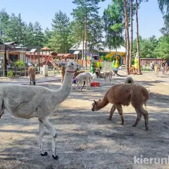 Urocze lamy spacerują po mini zoo. W tle widać plac zabaw i inne zwierzęta, ale niedźwiedzia nie ma.