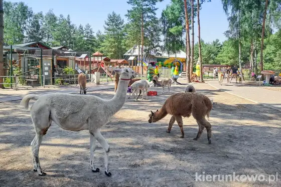 Niedźwiedź - Zwierzyniec dla rodzin: lemury, alpaki i spokój!